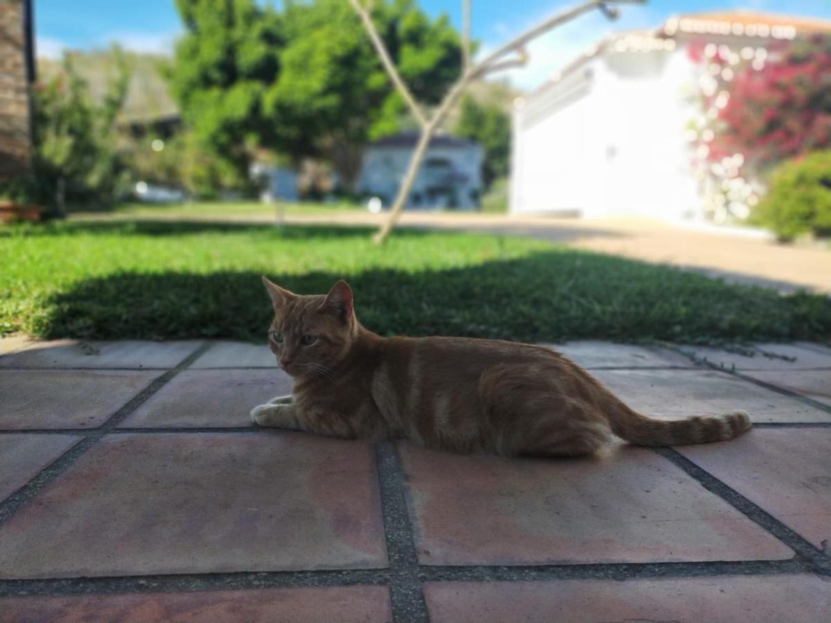 Paraje El Pozo Málaga Dış mekan fotoğraf